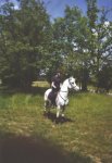 Poney
